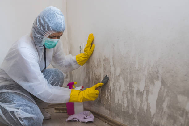 Best Mold Removal Specialists  in St Francisville, LA