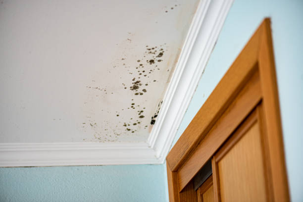 Best Home Mold Removal  in St Francisville, LA